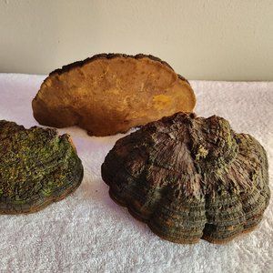 Live Tree Mushroom Home Decor